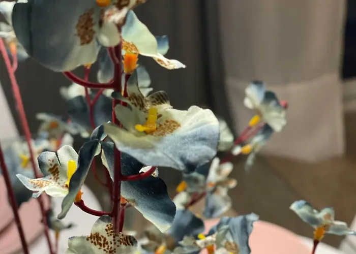 Hafida's Dream Tatil Evi *